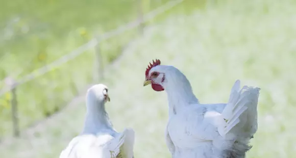BIO vom BERG Hühnersuppe vom Tiroler Bio-Alpenhendl: Jetzt neu bei MPREIS