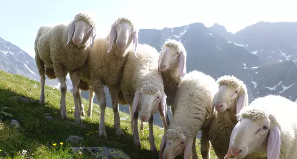 Tiroler Schafzuchtverband präsentiert neue Lammfleisch-APP